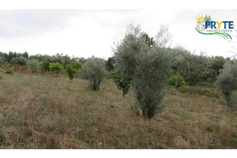 Ruinere i Serta, Castelo Branco, Serta - € 35.000 | Ref: AS37 - foto 23