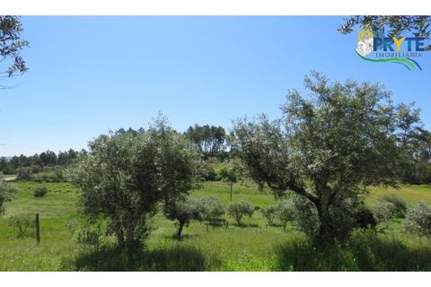 Helårsgrund i Serta, Castelo Branco, Serta - € 44.500 | Ref: MG38 - foto 8