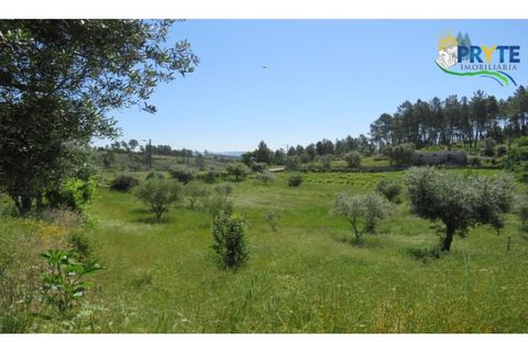 Helårsgrund i Serta, Castelo Branco, Serta - € 44.500 | Ref: MG38 - foto 13