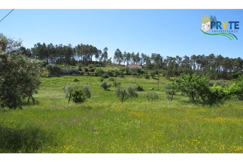 Helårsgrund i Serta, Castelo Branco, Serta - € 44.500 | Ref: MG38 - foto 21
