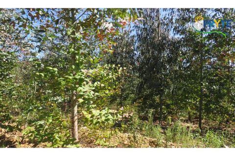 Helårsgrund i Serta, Castelo Branco, Serta - € 39.000 | Ref: AA112 - foto 2