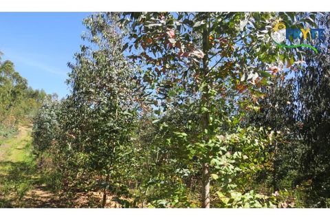 Helårsgrund i Serta, Castelo Branco, Serta - € 39.000 | Ref: AA112 - foto 3