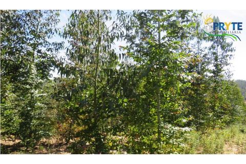 Helårsgrund i Serta, Castelo Branco, Serta - € 39.000 | Ref: AA112 - foto 4