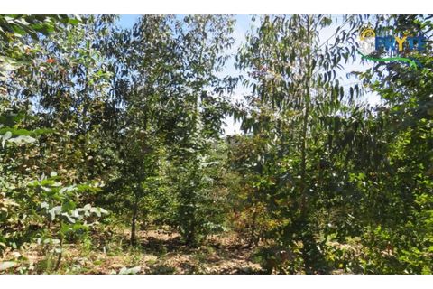 Helårsgrund i Serta, Castelo Branco, Serta - € 39.000 | Ref: AA112 - foto 5