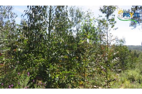 Helårsgrund i Serta, Castelo Branco, Serta - € 39.000 | Ref: AA112 - foto 9