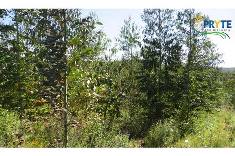 Helårsgrund i Serta, Castelo Branco, Serta - € 39.000 | Ref: AA112 - foto 10
