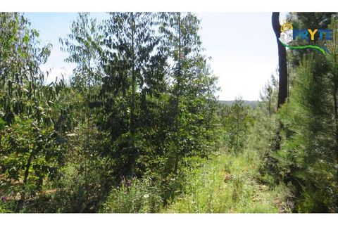 Helårsgrund i Serta, Castelo Branco, Serta - € 39.000 | Ref: AA112 - foto 11