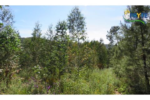 Helårsgrund i Serta, Castelo Branco, Serta - € 39.000 | Ref: AA112 - foto 12