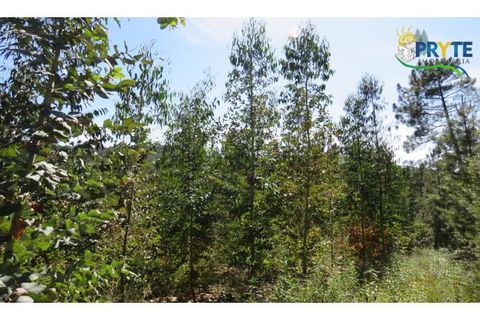 Helårsgrund i Serta, Castelo Branco, Serta - € 39.000 | Ref: AA112 - foto 13