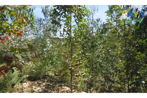 Helårsgrund i Serta, Castelo Branco, Serta - € 39.000 | Ref: AA112 - foto 14