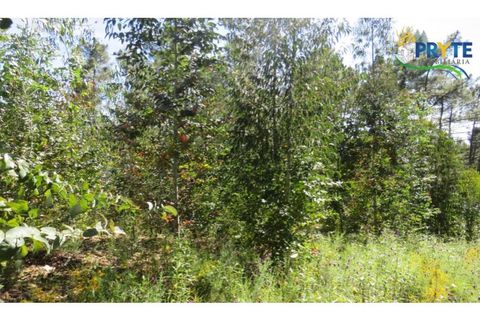 Helårsgrund i Serta, Castelo Branco, Serta - € 39.000 | Ref: AA112 - foto 15