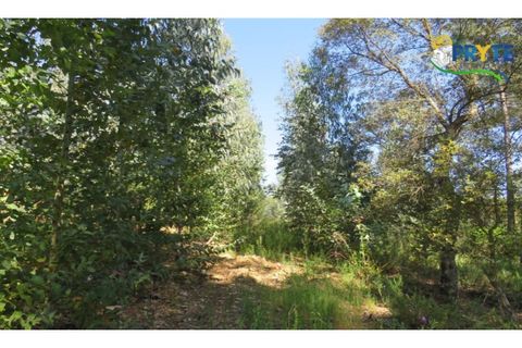 Helårsgrund i Serta, Castelo Branco, Serta - € 39.000 | Ref: AA112 - foto 16