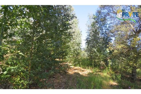 Helårsgrund i Serta, Castelo Branco, Serta - € 39.000 | Ref: AA112 - foto 17