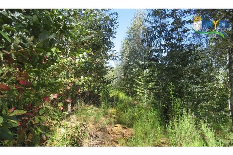 Helårsgrund i Serta, Castelo Branco, Serta - € 39.000 | Ref: AA112 - foto 19