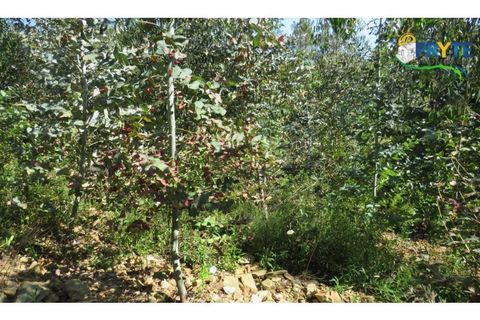 Helårsgrund i Serta, Castelo Branco, Serta - € 39.000 | Ref: AA112 - foto 20