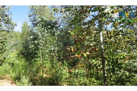 Helårsgrund i Serta, Castelo Branco, Serta - € 39.000 | Ref: AA112 - foto 21