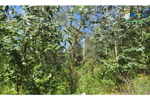 Helårsgrund i Serta, Castelo Branco, Serta - € 39.000 | Ref: AA112 - foto 22