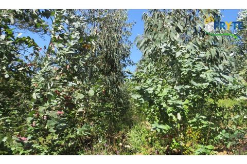 Helårsgrund i Serta, Castelo Branco, Serta - € 39.000 | Ref: AA112 - foto 25