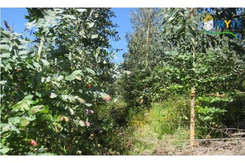 Helårsgrund i Serta, Castelo Branco, Serta - € 39.000 | Ref: AA112 - foto 26
