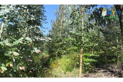 Helårsgrund i Serta, Castelo Branco, Serta - € 39.000 | Ref: AA112 - foto 27