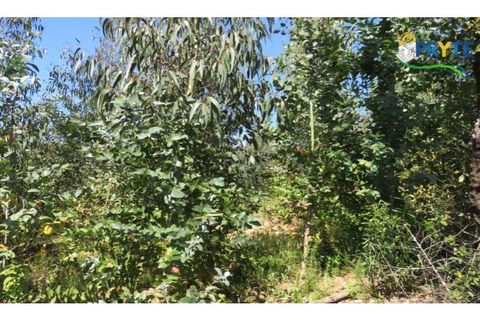 Helårsgrund i Serta, Castelo Branco, Serta - € 39.000 | Ref: AA112 - foto 30