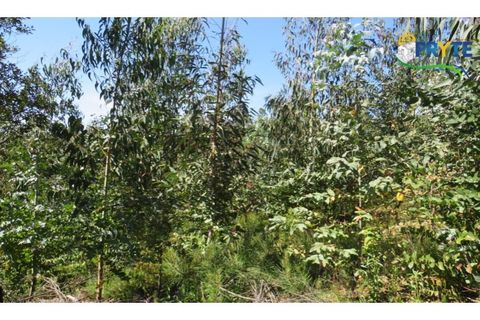 Helårsgrund i Serta, Castelo Branco, Serta - € 39.000 | Ref: AA112 - foto 31