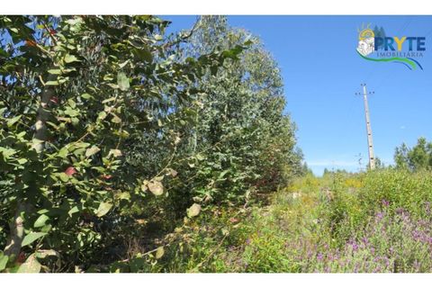Helårsgrund i Serta, Castelo Branco, Serta - € 39.000 | Ref: AA112 - foto 32