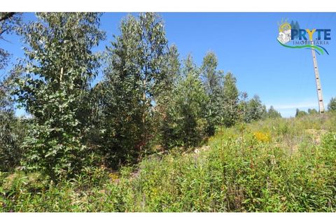 Helårsgrund i Serta, Castelo Branco, Serta - € 39.000 | Ref: AA112 - foto 33