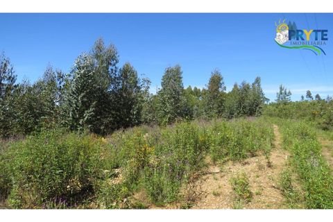 Helårsgrund i Serta, Castelo Branco, Serta - € 39.000 | Ref: AA112 - foto 37