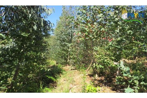 Helårsgrund i Serta, Castelo Branco, Serta - € 39.000 | Ref: AA112 - foto 38