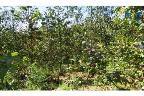 Helårsgrund i Serta, Castelo Branco, Serta - € 39.000 | Ref: AA112 - foto 39