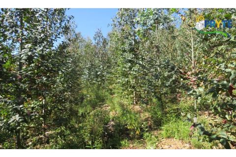 Helårsgrund i Serta, Castelo Branco, Serta - € 39.000 | Ref: AA112 - foto 41