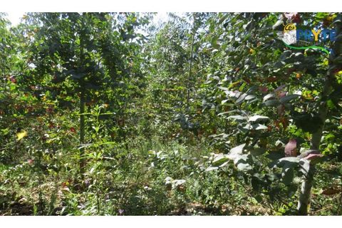 Helårsgrund i Serta, Castelo Branco, Serta - € 39.000 | Ref: AA112 - foto 42