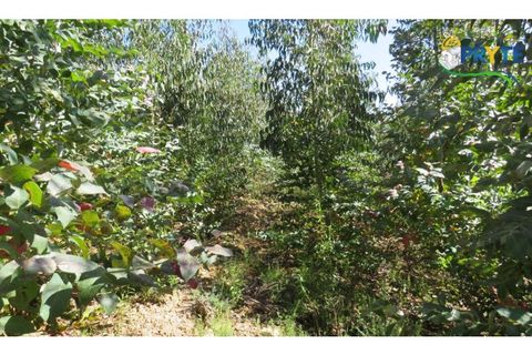 Helårsgrund i Serta, Castelo Branco, Serta - € 39.000 | Ref: AA112 - foto 43