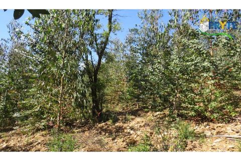 Helårsgrund i Serta, Castelo Branco, Serta - € 39.000 | Ref: AA112 - foto 48