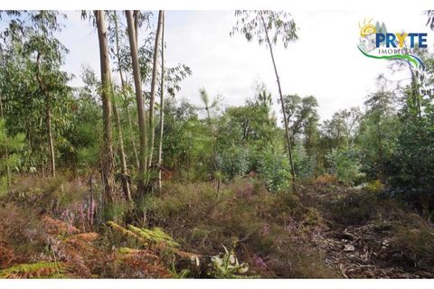 Helårsgrund i Cabecudo, Castelo Branco, Cabecudo - € 35.000 | Ref: AS40 - foto 2