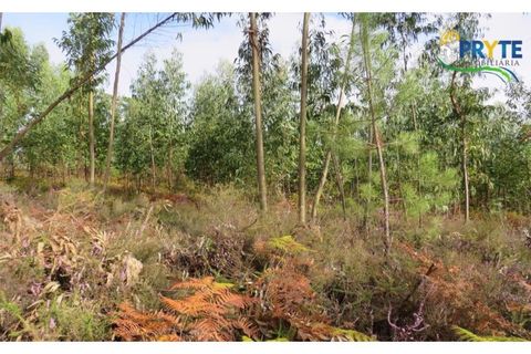 Helårsgrund i Cabecudo, Castelo Branco, Cabecudo - € 35.000 | Ref: AS40 - foto 3