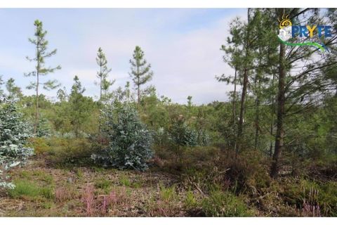 Helårsgrund i Cabecudo, Castelo Branco, Cabecudo - € 35.000 | Ref: AS40 - foto 4