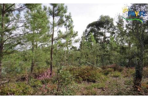 Helårsgrund i Cabecudo, Castelo Branco, Cabecudo - € 35.000 | Ref: AS40 - foto 5
