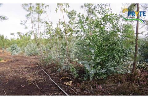 Helårsgrund i Cabecudo, Castelo Branco, Cabecudo - € 35.000 | Ref: AS40 - foto 6