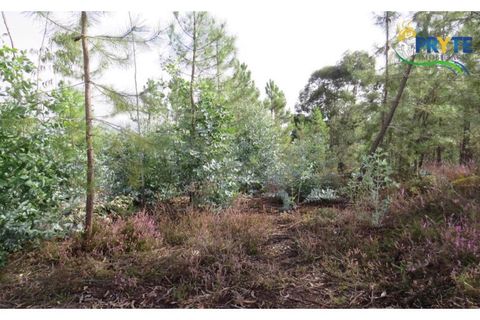Helårsgrund i Cabecudo, Castelo Branco, Cabecudo - € 35.000 | Ref: AS40 - foto 7