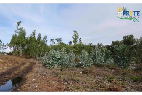 Helårsgrund i Cabecudo, Castelo Branco, Cabecudo - € 35.000 | Ref: AS40 - foto 9