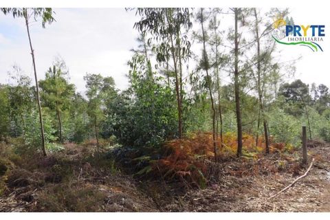 Helårsgrund i Cabecudo, Castelo Branco, Cabecudo - € 35.000 | Ref: AS40 - foto 10