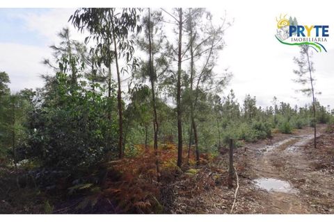 Helårsgrund i Cabecudo, Castelo Branco, Cabecudo - € 35.000 | Ref: AS40 - foto 11