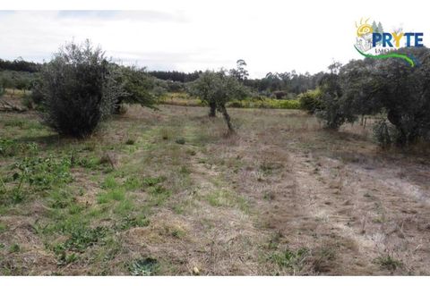 Terra a Cabecudo, Castelo Branco, Cabecudo - € 45.000 | Ref: AS38 - foto 2