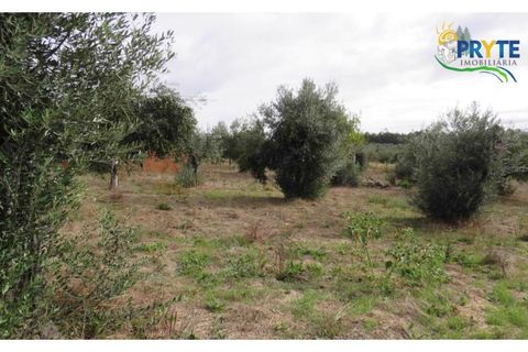 Terra a Cabecudo, Castelo Branco, Cabecudo - € 45.000 | Ref: AS38 - foto 3