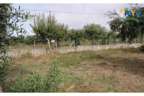 Terra a Cabecudo, Castelo Branco, Cabecudo - € 45.000 | Ref: AS38 - foto 4
