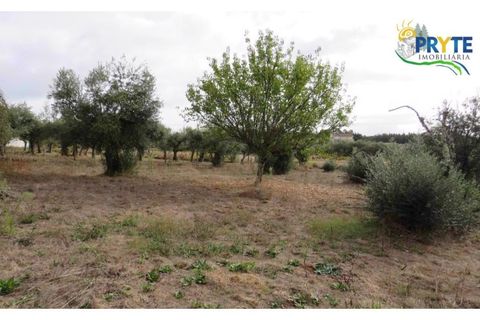 Terra a Cabecudo, Castelo Branco, Cabecudo - € 45.000 | Ref: AS38 - foto 5
