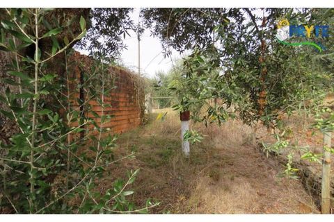 Terra a Cabecudo, Castelo Branco, Cabecudo - € 45.000 | Ref: AS38 - foto 7