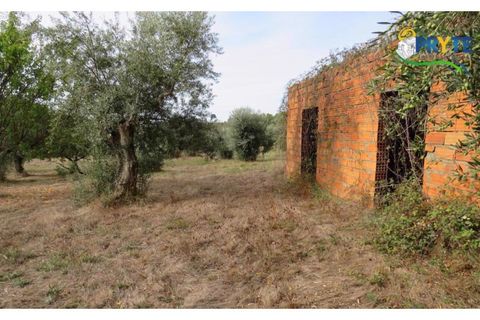 Terra a Cabecudo, Castelo Branco, Cabecudo - € 45.000 | Ref: AS38 - foto 8